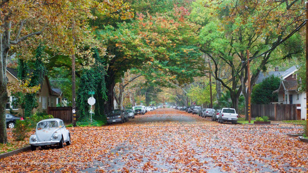 Urban Trees Save The US Up To $12 Billion Annually