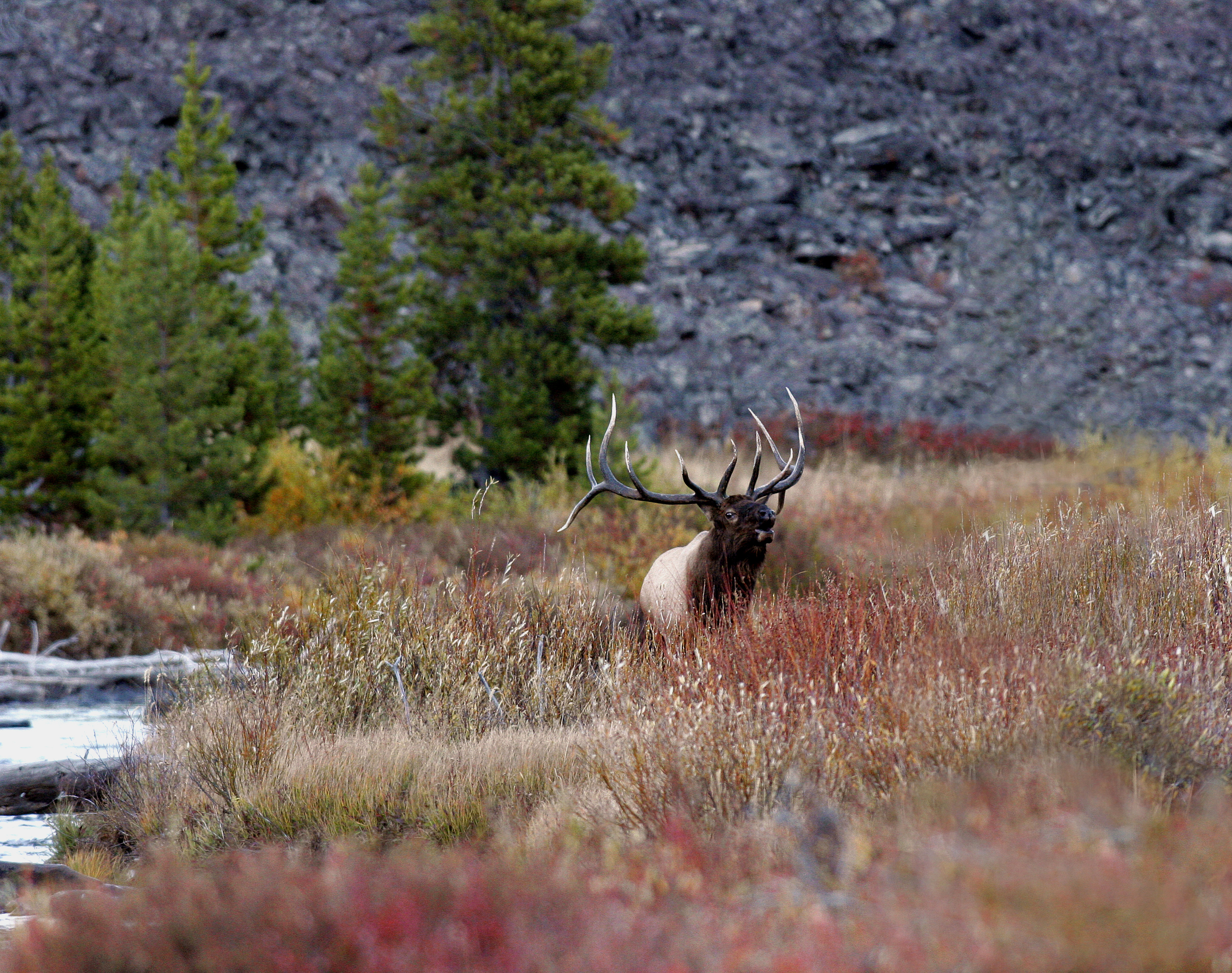 MLR, photo by Randy Smith Moose in a field