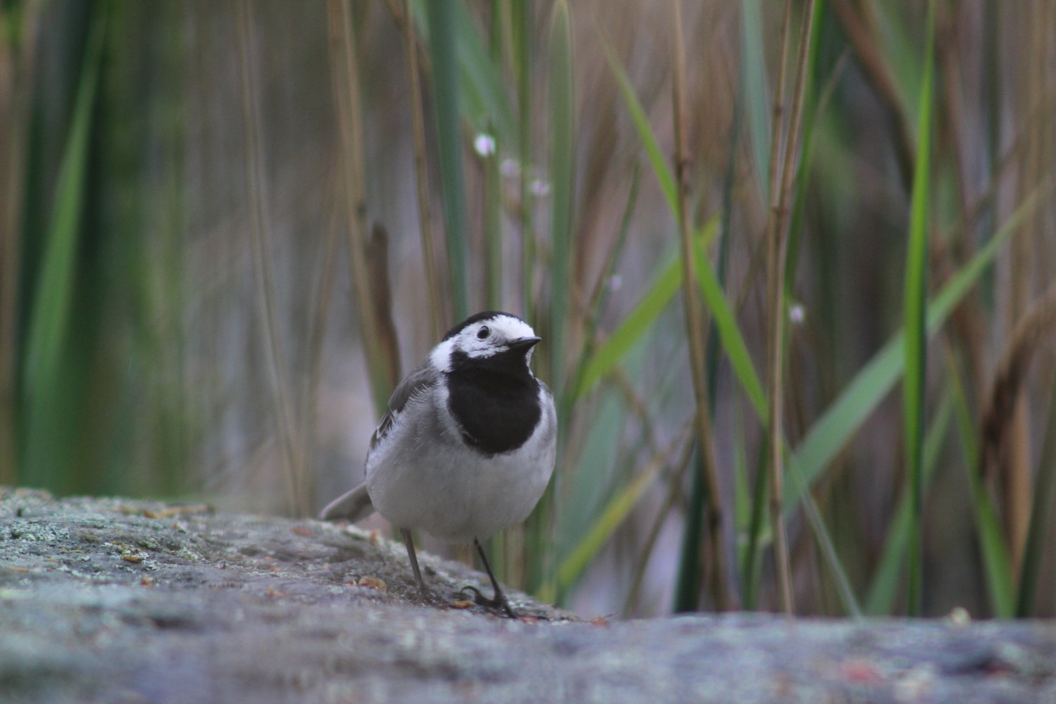anne-nygard-o5y9HVfPW4o-unsplash little black bird on a log