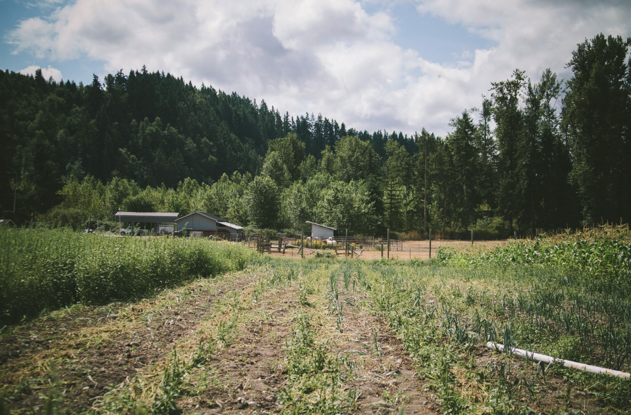 Screen Shot 2021-06-03 at 3.35.58 PM